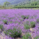 사라실 라벤더 단지 이미지