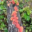 수연 약수터 이미지