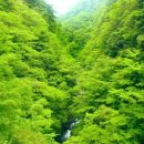 신록1로 이미지