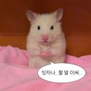 디어하루