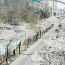 [(여행)] 덜 알려져서 한적한 서울시 벚꽃명소 이미지