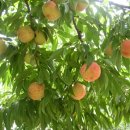 선주농장 이미지