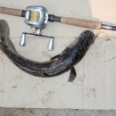 트라제1 이미지