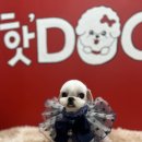 핫DOG 이미지