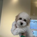 부산강아지분양 디몽 광안리본점 이미지