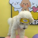 애견카페 애견유치원 펫레터 이미지