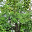 숲이야기 이미지