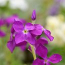 비단향꽃무 이미지