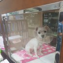 필동물종합병원 이미지