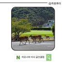 그린샷 골프클럽 | 히로시마 골프 아사 골프클럽 후기｜사슴과 라운드? 힐튼 40분 가성비 골프장