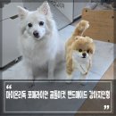 온리독 네이버블로그