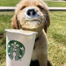 댕댕이와냥이 이미지