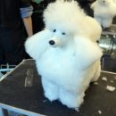 반려동물 셀프미용 이미지