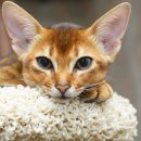 게으른고양이 이미지