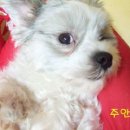 주안구조 이미지