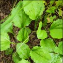 질경이농장2 이미지