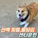 위례송파강아지분양르달링 | 위례 강아지훈련 애견훈련소 프로독 프로그램 소개
