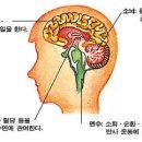 강좌 ; 영유아의 뇌발달에 따른 적기교육 이미지