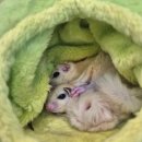 펫엔글라이더 대전점 이미지