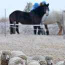 상서목장 이미지