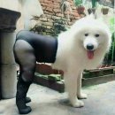 키야 이미지