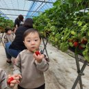 수수반 친구들~딸기밭에 다녀왔어요🍓 이미지