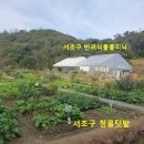 청룡텃밭 이미지