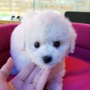 아이러브독 서초점 이미지