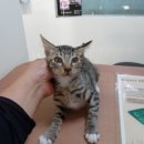 신월동183 이미지