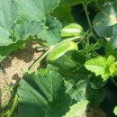 한규 농장 이미지