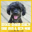 VIP동물의료센터 동대문점 | 강아지 요실금 치료기 pt4. 단약 후 재발? 프로팔린 시럽 장기 관리 기록 (VIP동물병원 동대문점)