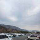 청룡농장 | 경남 김해 가야랜드, 8살 아이와 방문 후기 벚꽃 개화 상황