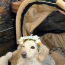 멍쌤 펫 살롱 이미지