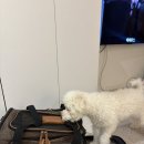 반려켄넬 | 기내용 맥시멈 사이즈 켄넬 테무 구매 후기