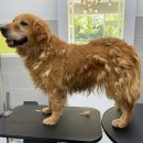 메모리펫살롱 이미지