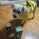 리드펫 | 영양제 강아지종합영양제 반려동물영양제 ] 하이브리드펫 닥터앤펫 락토솔루션 유산균 급여후기...