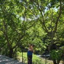 캠핑소리251 | 가평 반려견 캠핑장 캠핑소리251 | 사이트 요금·시설·별 보기 총정리