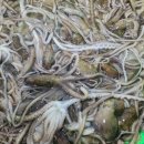 낙지힘낙지 이미지