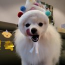 멍멍과자점 이미지