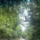 하이드온부쉬 | [강촌카페 추천] 리버뷰 감성 가득한 힐링카페, 하이드온부쉬 방문 후기