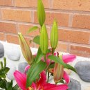 시골 농장 이미지