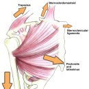 Clavicle Fractures 이미지