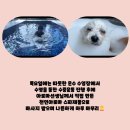 유 앤 독 이미지