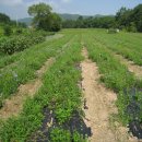 이용기농장 이미지