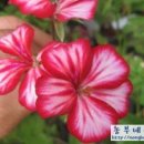 해피맥스 이미지