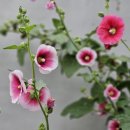 GS25합성로점 이미지