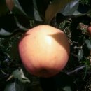 샛터농장 이미지