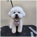 한결강아지미용실 이미지