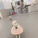 강아지 호텔 이미지