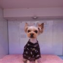 늘안아줄개 이미지